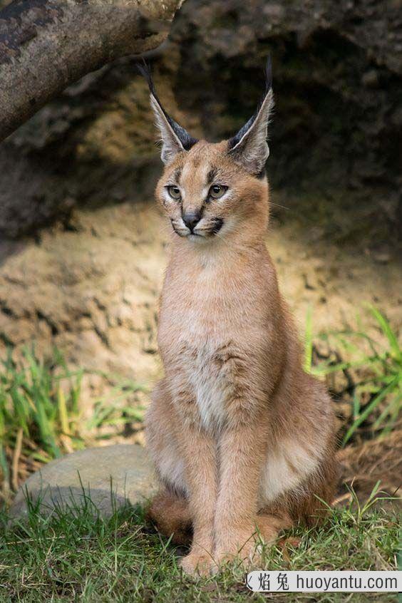 沙丘猫是几级保护动物(沙丘猫是保护动物吗)