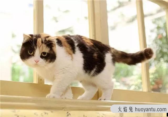 沙丘猫是几级保护动物(沙丘猫是保护动物吗)