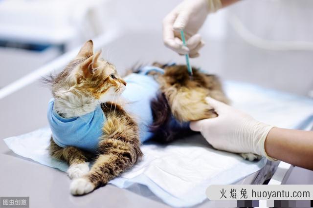 猫咪做绝育手术要多少钱(猫咪做绝育手术要多少钱公猫)