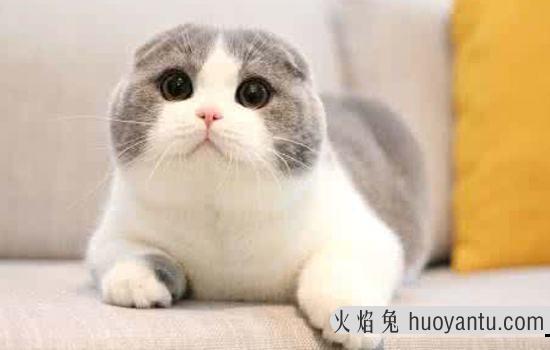 猫三联是什么疫苗(猫三联是啥疫苗)