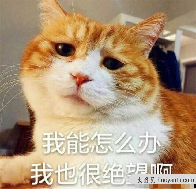 卷毛猫有哪些品种(卷毛猫有什么品种)