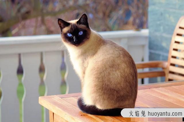 卷毛猫有哪些品种(卷毛猫有什么品种)