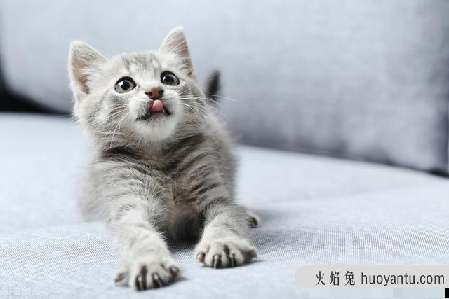 猫肠胃炎吃什么药最好(猫咪肠胃炎吃啥药)