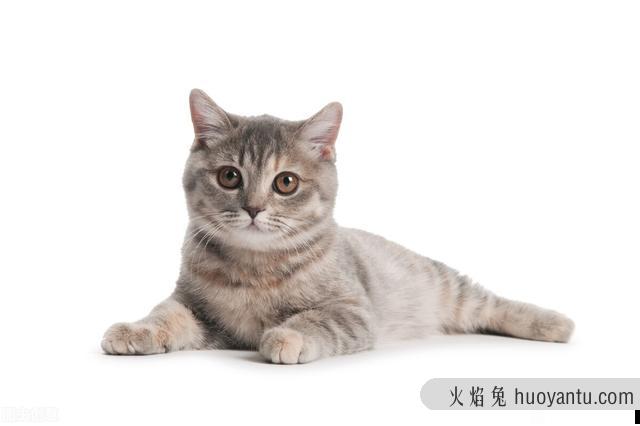 猫肠胃炎吃什么药最好(猫咪肠胃炎吃啥药)