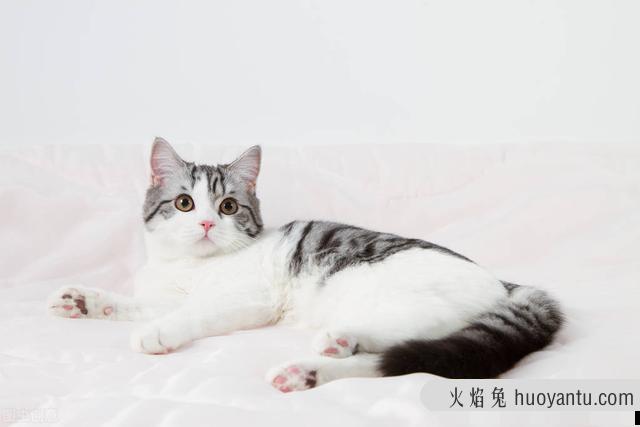 猫瘟的初期症状好治吗(猫瘟初期好治愈吗)