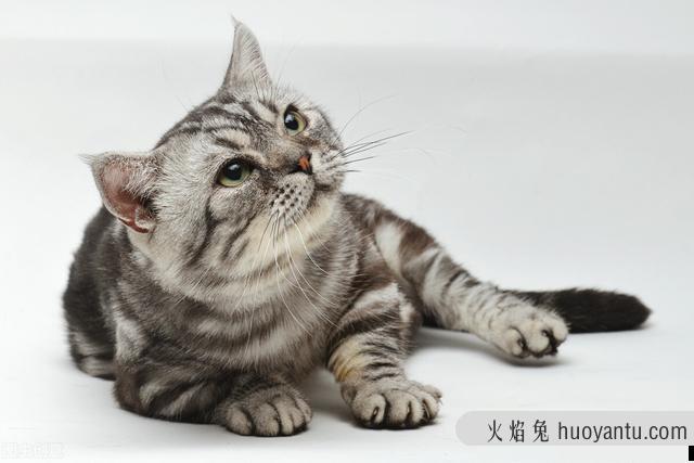 猫哪里容易得猫癣(猫在什么情况容易得猫癣)