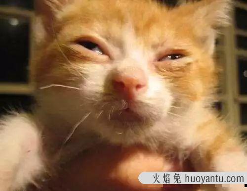 猫鼻支的早期症状图片(猫鼻支的早期症状怎么治疗)