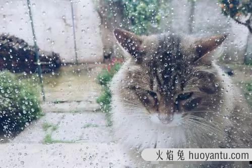 猫咪夏天怕热吗(猫咪可以忍受夏天40度吗)