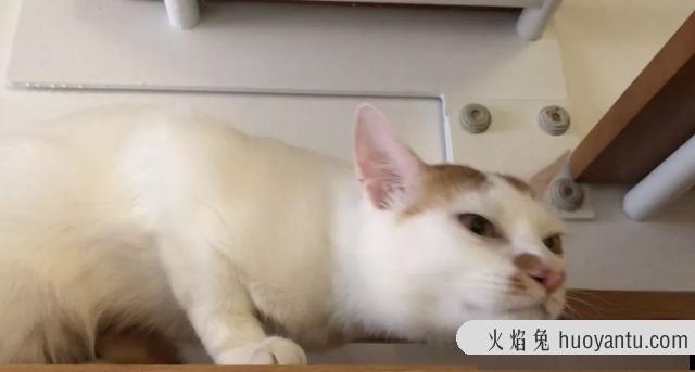 猫鼻支的早期症状图片(猫鼻支的早期症状怎么治疗)