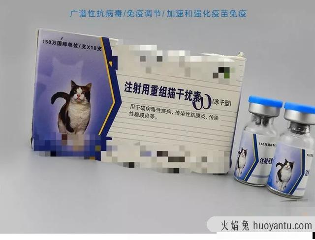 猫鼻支的早期症状图片(猫鼻支的早期症状怎么治疗)