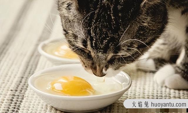 刚出生的小猫可以吃鸡蛋吗(小猫可以吃鸡蛋吗)