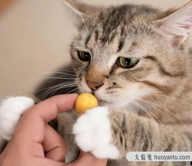 刚出生的小猫可以吃鸡蛋吗(小猫可以吃鸡蛋吗)