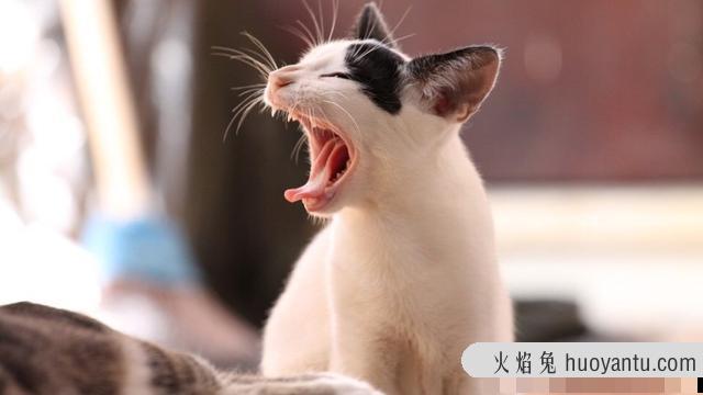 猫身上有跳蚤怎么去除(猫身上的跳蚤如何去除)