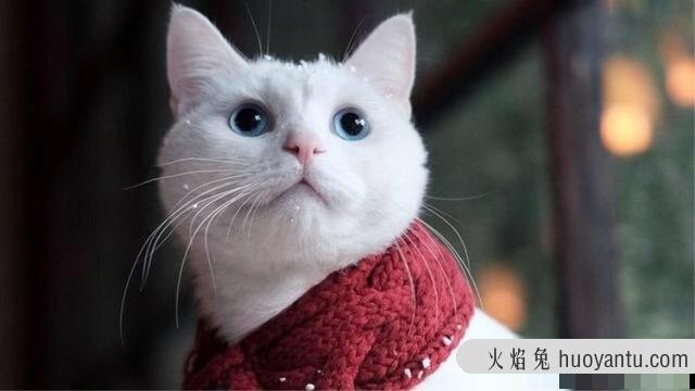 猫咪换牙期是几个月(猫咪换牙期多长时间)