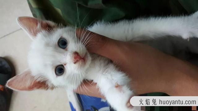 猫奶藓长什么样图片(猫奶藓可以自愈吗)