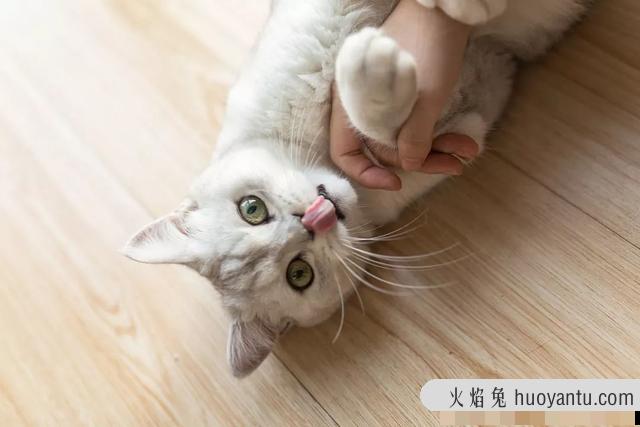 猫奶藓长什么样图片(猫奶藓可以自愈吗)