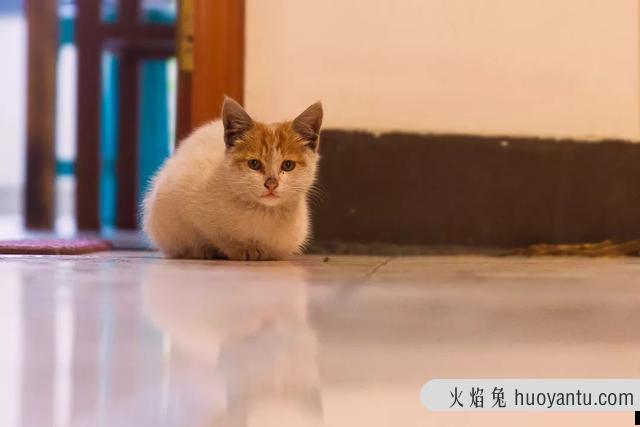 猫奶藓长什么样图片(猫奶藓可以自愈吗)