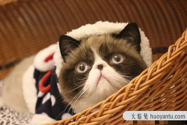 猫奶藓长什么样图片(猫奶藓可以自愈吗)