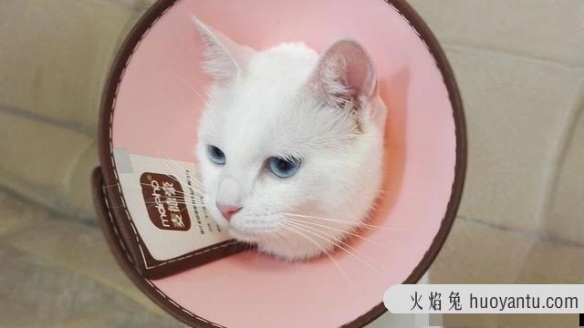 猫奶藓长什么样图片(猫奶藓可以自愈吗)