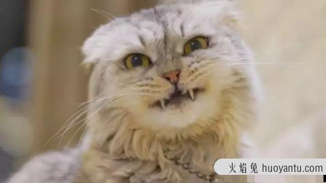 猫奶藓长什么样图片(猫奶藓可以自愈吗)