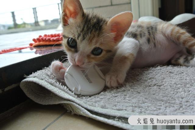 猫奶藓长什么样图片(猫奶藓可以自愈吗)