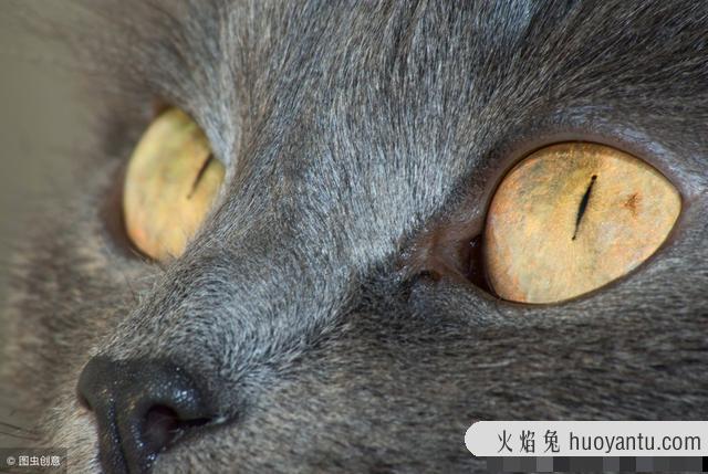 猫咪结膜炎的症状及治疗方法(猫咪结膜炎怎么治)