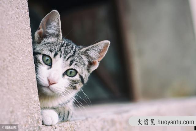 猫咪结膜炎的症状及治疗方法(猫咪结膜炎怎么治)