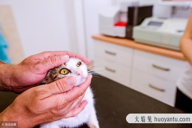 猫咪结膜炎的症状及治疗方法(猫咪结膜炎怎么治)