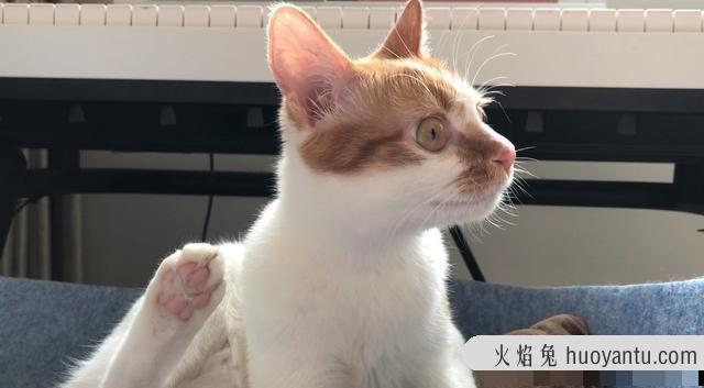 猫膀胱炎吃什么消炎药(猫膀胱发炎吃什么药)