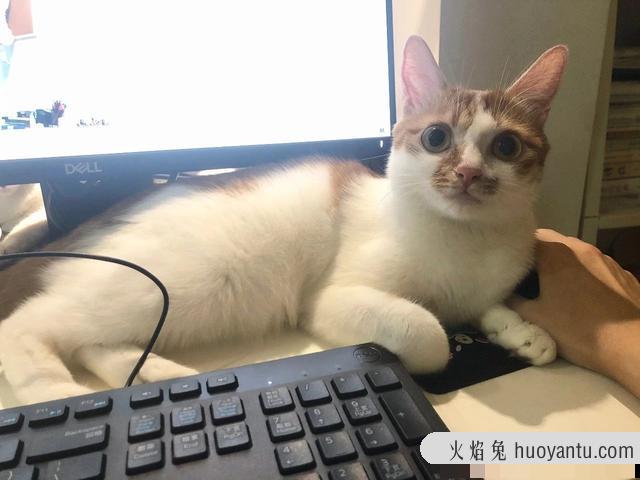 猫膀胱炎吃什么消炎药(猫膀胱发炎吃什么药)