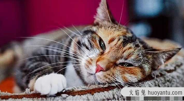 小猫一直发出咕噜咕噜的声音表示什么