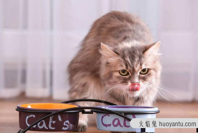 猫能吃狗粮吗(猫吃狗粮会有什么影响吗)
