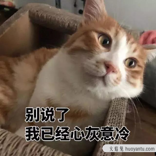 猫长期喝牛奶会怎么样(猫喝牛奶有问题吗)