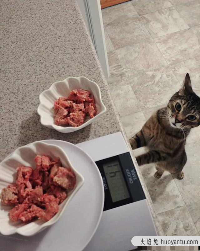 猫咪可以吃生肉吗(猫咪可以直接吃生肉吗)