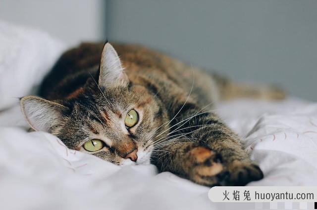 猫咪可以吃生肉吗(猫咪可以直接吃生肉吗)