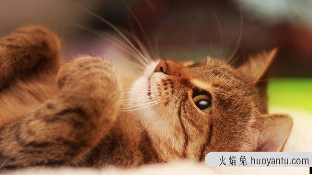 猫胰腺炎症状怎么治疗(猫胰腺炎可以治愈吗)