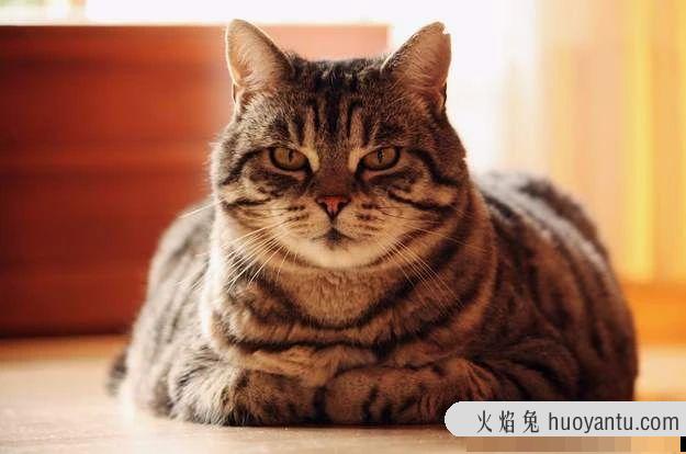 猫胰腺炎症状怎么治疗(猫胰腺炎可以治愈吗)