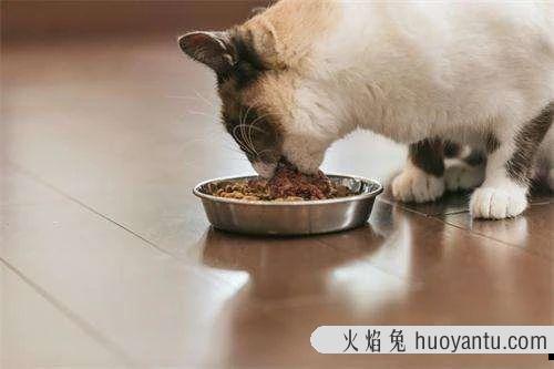 猫胰腺炎症状怎么治疗(猫胰腺炎可以治愈吗)