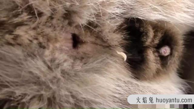 猫身上的寄生虫有哪些(猫身上的寄生虫图片)