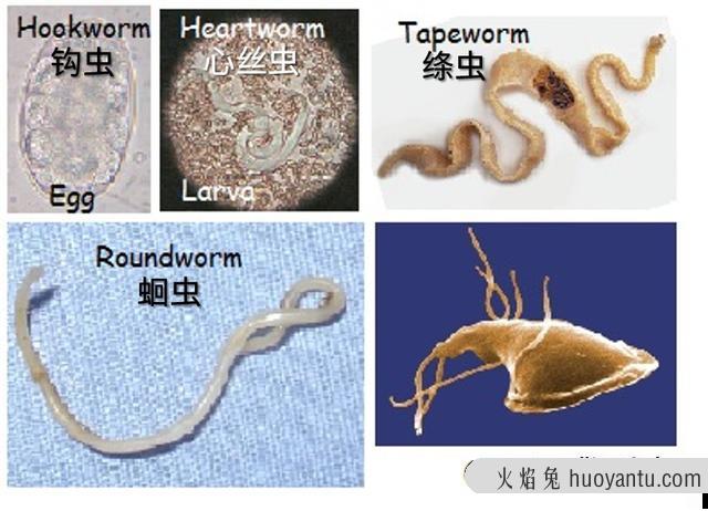 猫身上的寄生虫有哪些(猫身上的寄生虫图片)