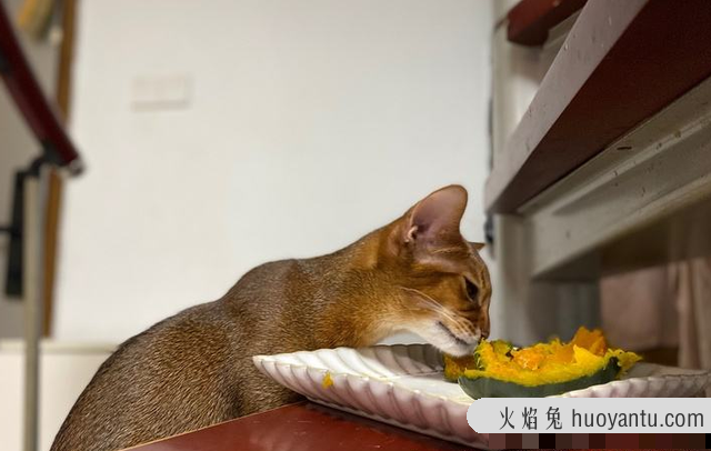 猫吃了栗子会怎么样(猫咪吃栗子行不行)