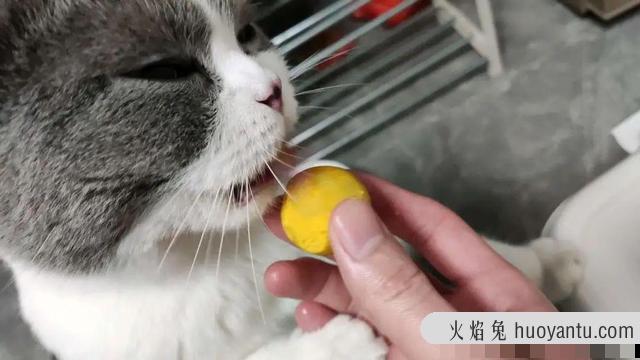 人可以吃猫粮吗(人吃猫粮有什么危害)