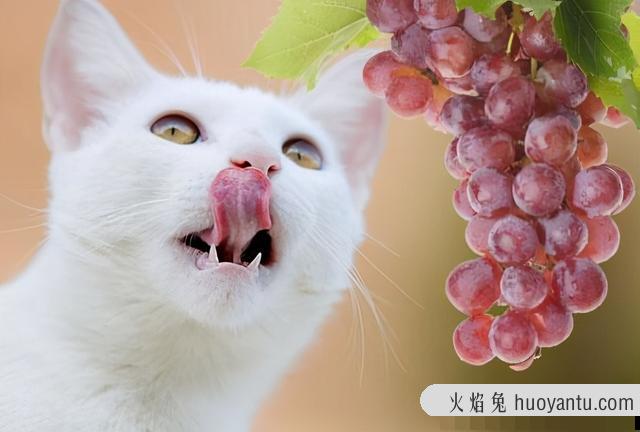 猫可以吃蓝莓吗(猫可不可以吃蓝莓)