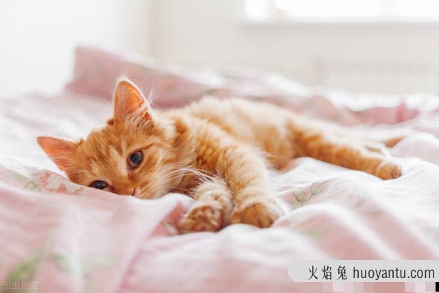 猫咪打呼噜是怎么回事(猫咪打呼噜是啥原因)