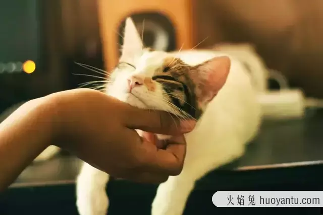 猫睡觉的时候抽搐正常吗(猫睡觉的时候会抽搐)