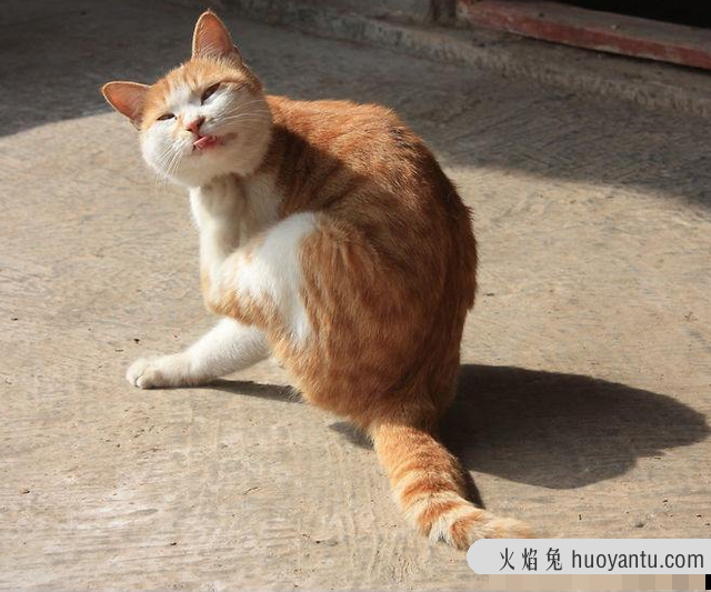 猫耳朵掉毛是什么原因(猫的耳朵掉毛是什么病)