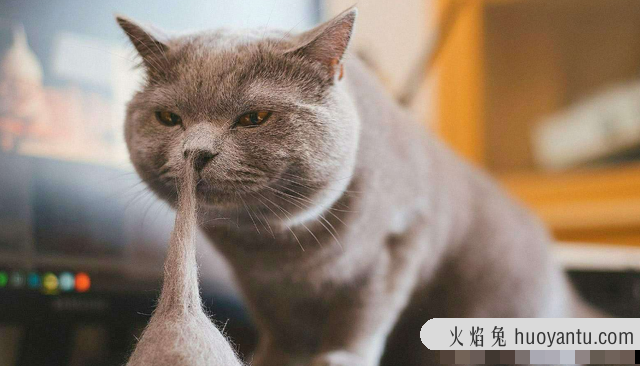 猫耳朵掉毛是什么原因(猫的耳朵掉毛是什么病)