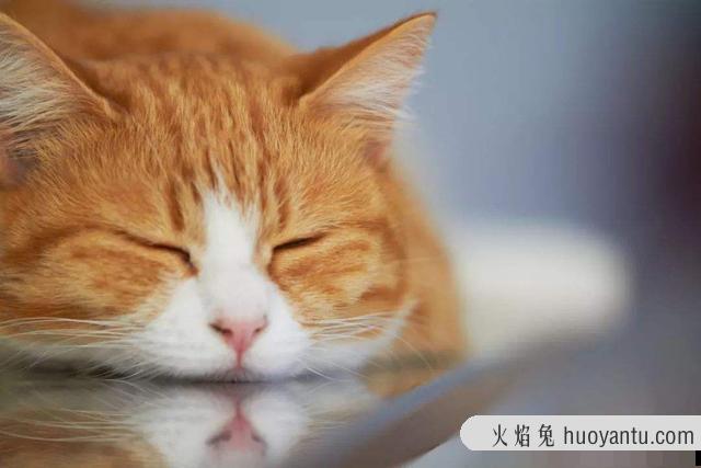 猫咪尿血是怎么治疗(猫尿血怎样治疗)