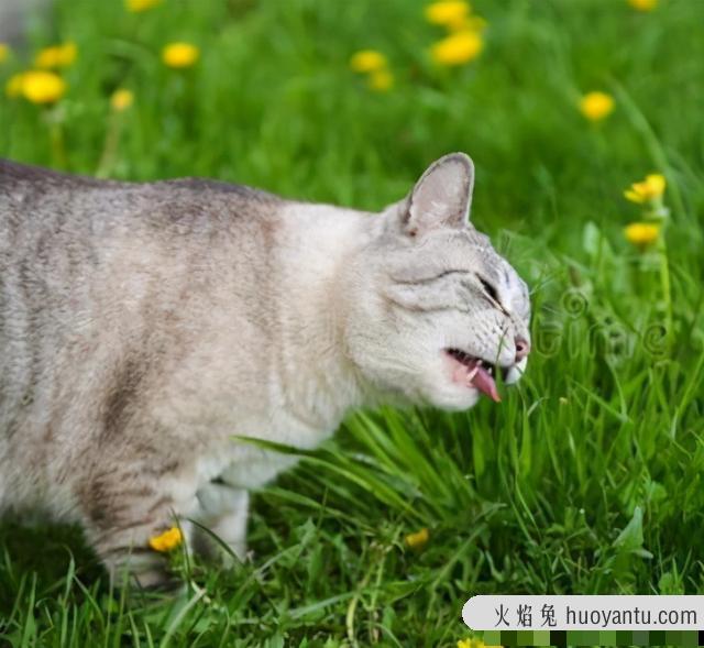 猫一天拉几次屎(猫一天拉几次屎才算正常)