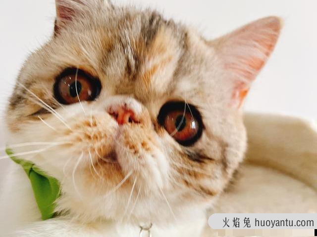 猫咪泪痕重是什么原因(猫咪泪痕比较重)